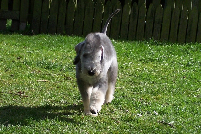 Arc-en-ciel Arlequin 06.04 (18).JPG